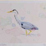 A4 grey heron adult