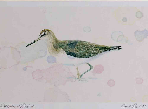 A4 green sandpiper.jpg
