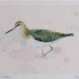 A4 green sandpiper