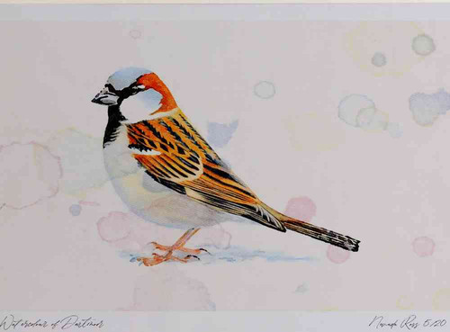 A4 house sparrow adult male.jpg