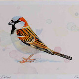 A4 house sparrow adult male