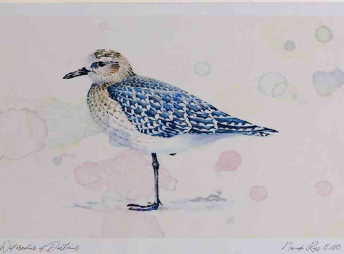 A4 grey plover winterplumage.jpg
