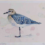A4 grey plover winterplumage