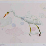 A4 great white egret