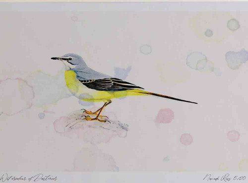 A4 grey wagtail female.jpg