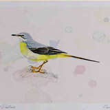A4 grey wagtail female
