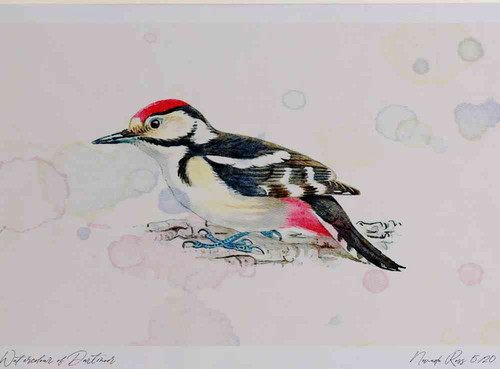 A4 great spotted woodpecker juvenile.jpg
