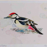 A4 great spotted woodpecker juvenile