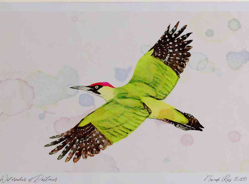 A4 green woodpecker inflight.jpg