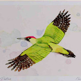 A4 green woodpecker inflight