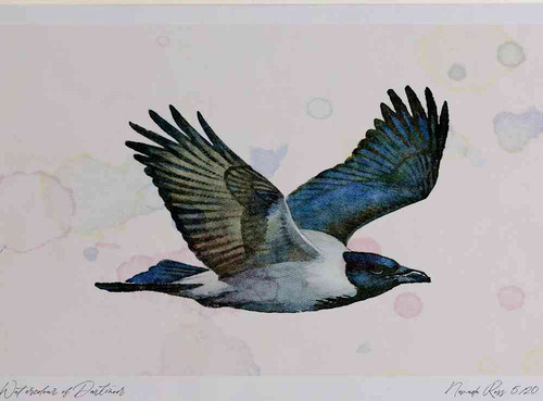 A4 hooded crow inflight.jpg