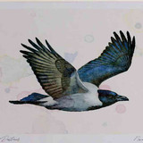 A4 hooded crow inflight