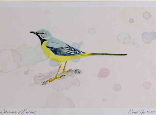 A4 grey wagtail male.jpg