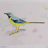 A4 grey wagtail male