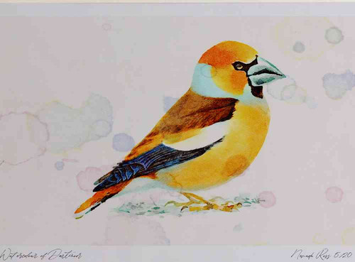 A4 hawfinch male breeding plumage.jpg