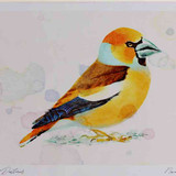 A4 hawfinch male breeding plumage