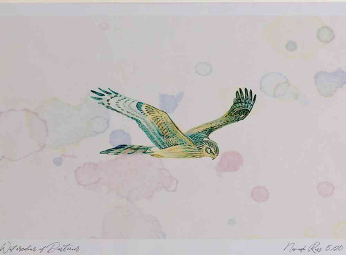 A4 hen harrier femalejuvenile.jpg