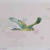 A4 hen harrier femalejuvenile