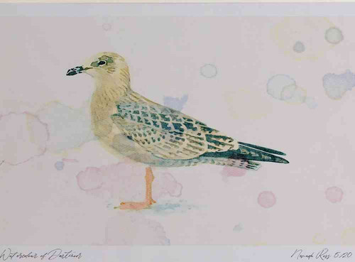 A4 herring gull juvenile.jpg