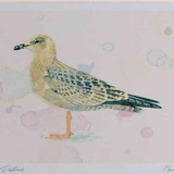 A4 herring gull juvenile