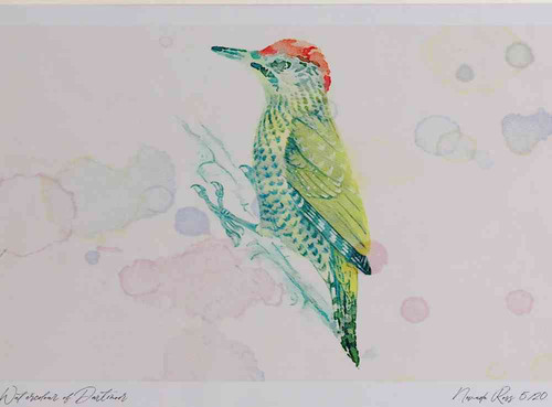 A4 green woodpecker juvenile.jpg