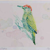 A4 green woodpecker juvenile