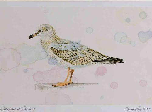 A4 herring gull secondwinter.jpg