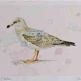 A4 herring gull secondwinter