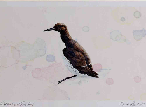 A4 guillemot