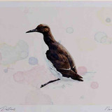 A4 guillemot