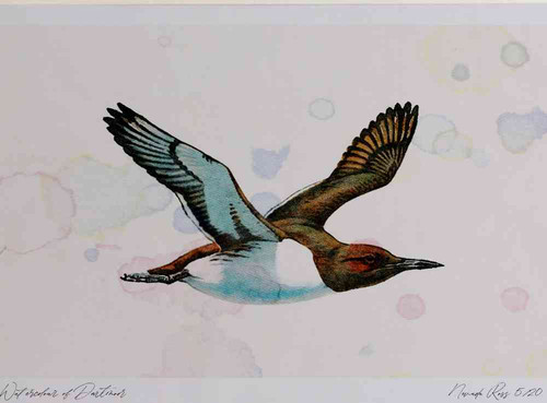 A4 guillemot inflight.jpg