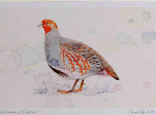 A4 grey partridge adult male.jpg