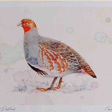 A4 grey partridge adult male