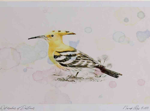 A4 hoopoe.jpg