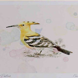 A4 hoopoe