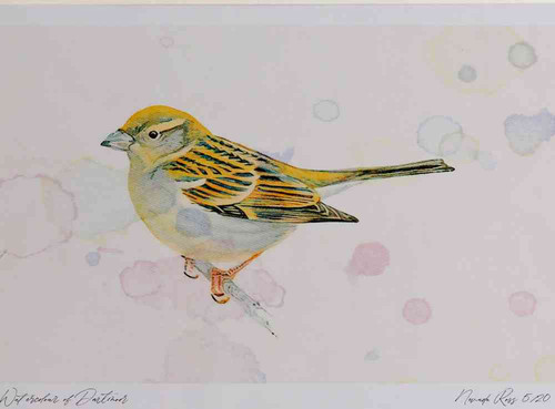 A4 house sparrow adult female.jpg