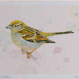 A4 house sparrow adult female