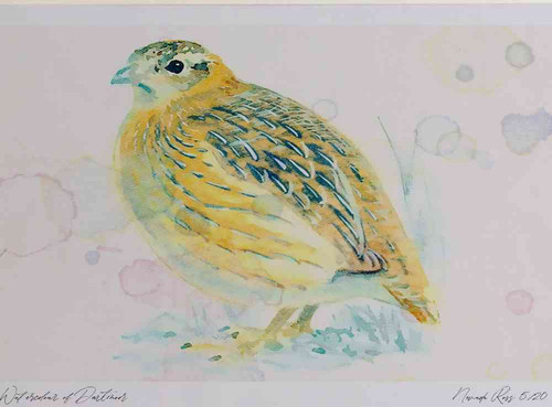 A4 grey partridge juvenile.jpg