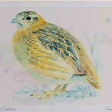 A4 grey partridge juvenile