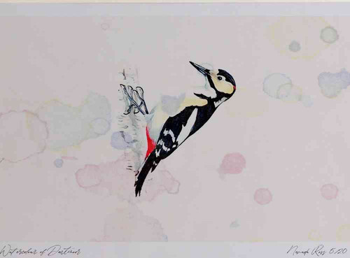 A4 great spotted woodpecker male.jpg