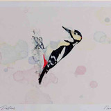 A4 great spotted woodpecker male