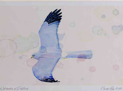 A4 hen harrier male.jpg