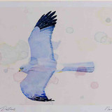 A4 hen harrier male
