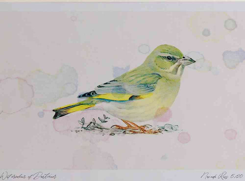 A4 greenfinch female.jpg