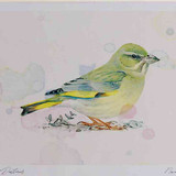 A4 greenfinch female