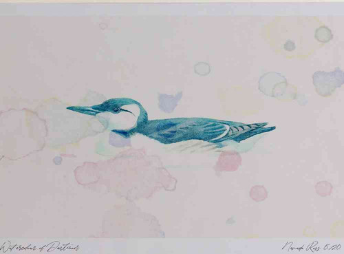 A4 guillemot winter.jpg