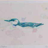 A4 guillemot winter