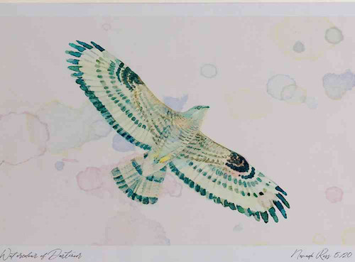 A4 honey buzzard male inflight.jpg