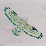 A4 honey buzzard male inflight