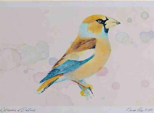 A4 hawfinch female nonbreeding plumage.jpg